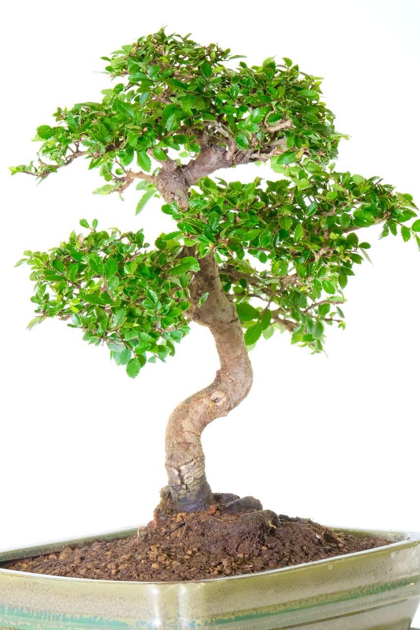 Strong character bonsai and neat compact habit