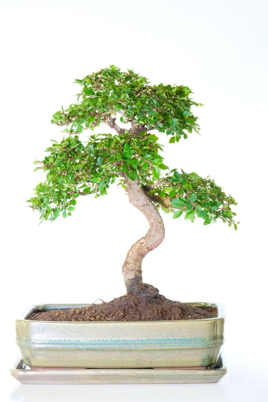 Large Indoor Tree - Excellence Range 18 year old Mature Chinese Elm Specimen Bonsai Plant
