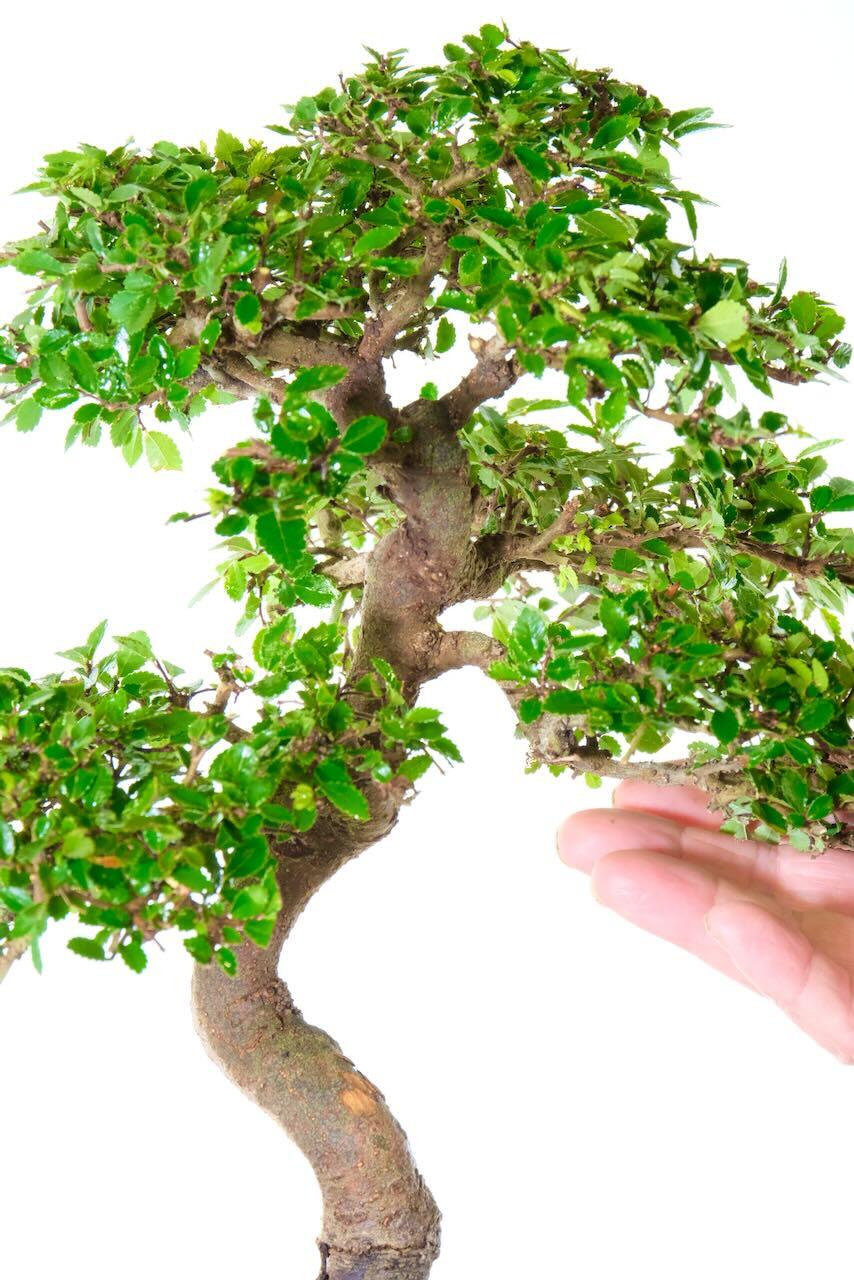 Showing the neat highly refined foliage pads