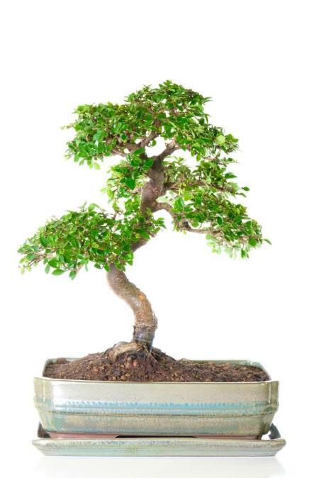 Large Indoor Tree - Chinese Elm Specimen Bonsai | Excellence Range