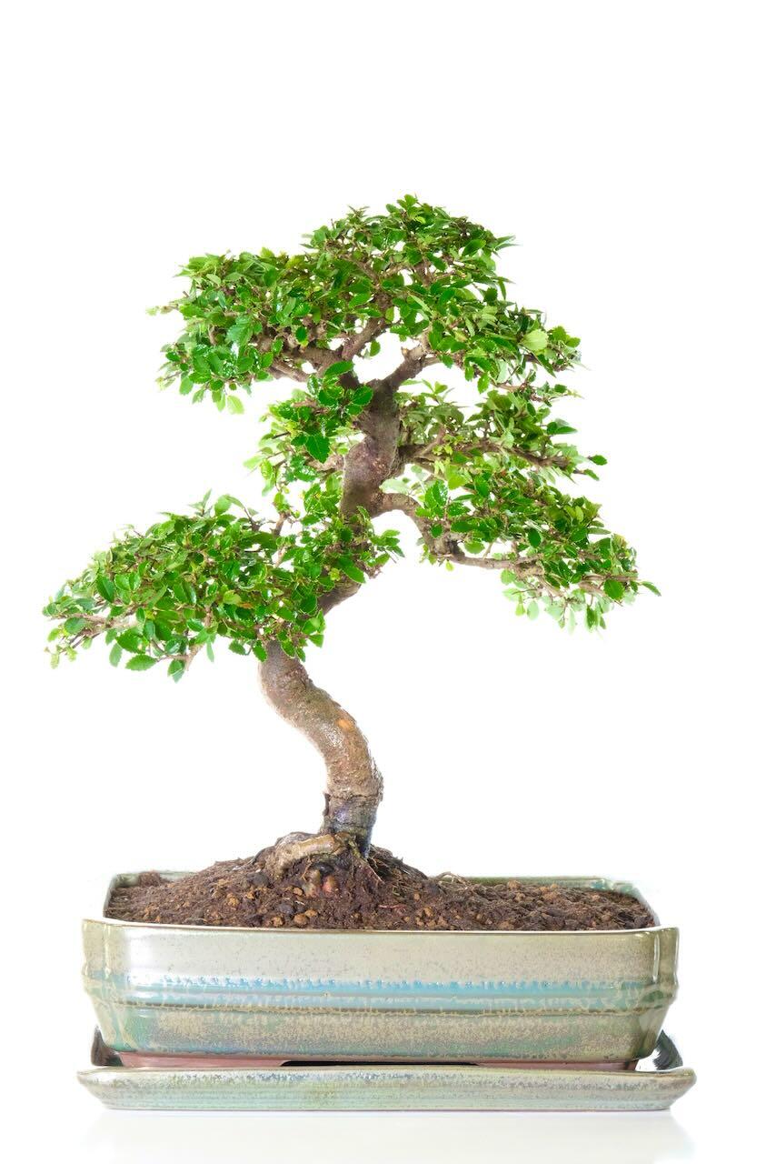Large Indoor Tree - Chinese Elm Specimen Bonsai | Excellence Range