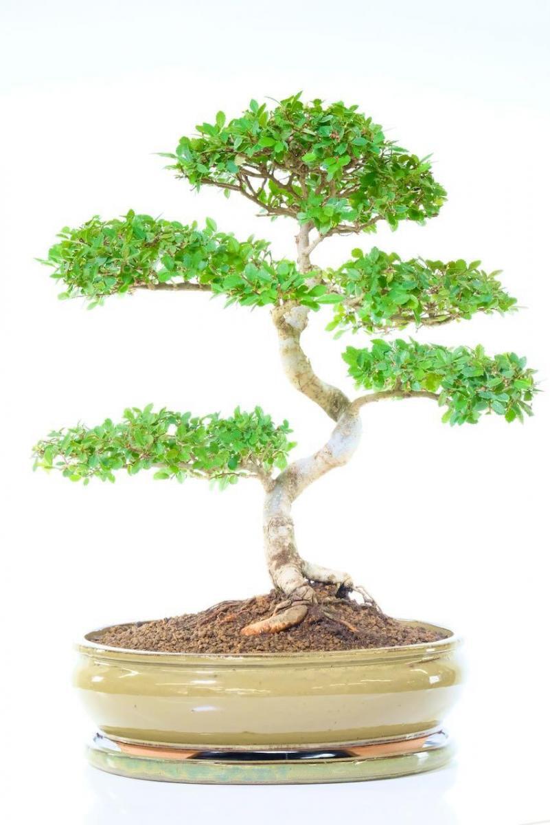 Specimen Chinese Elm Special Bonsai
