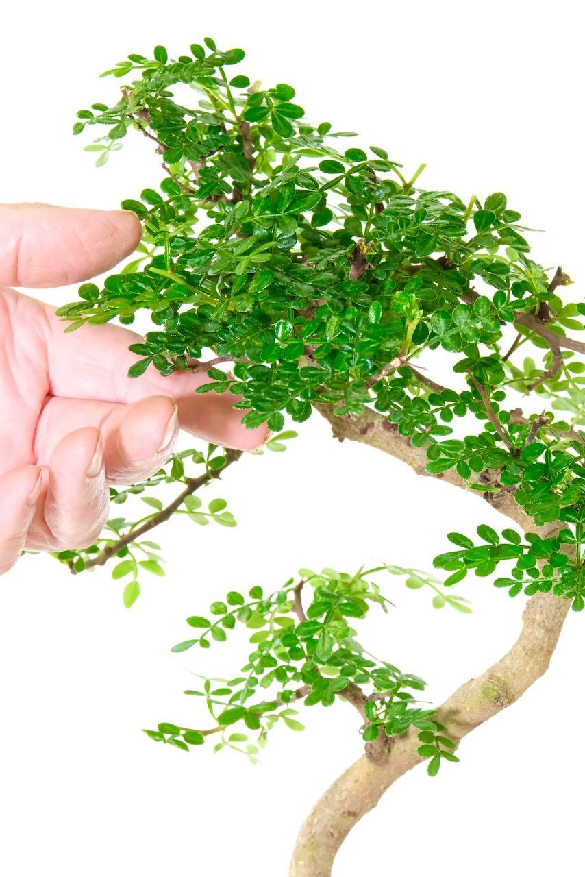 Close up of the glossy miniature leaves