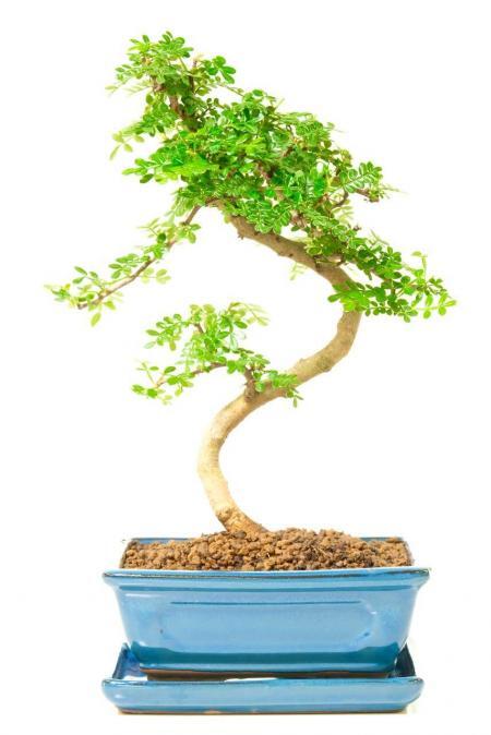 Sensational Scented Bonsai Tree | Zanthoxylum Indoor Favourite