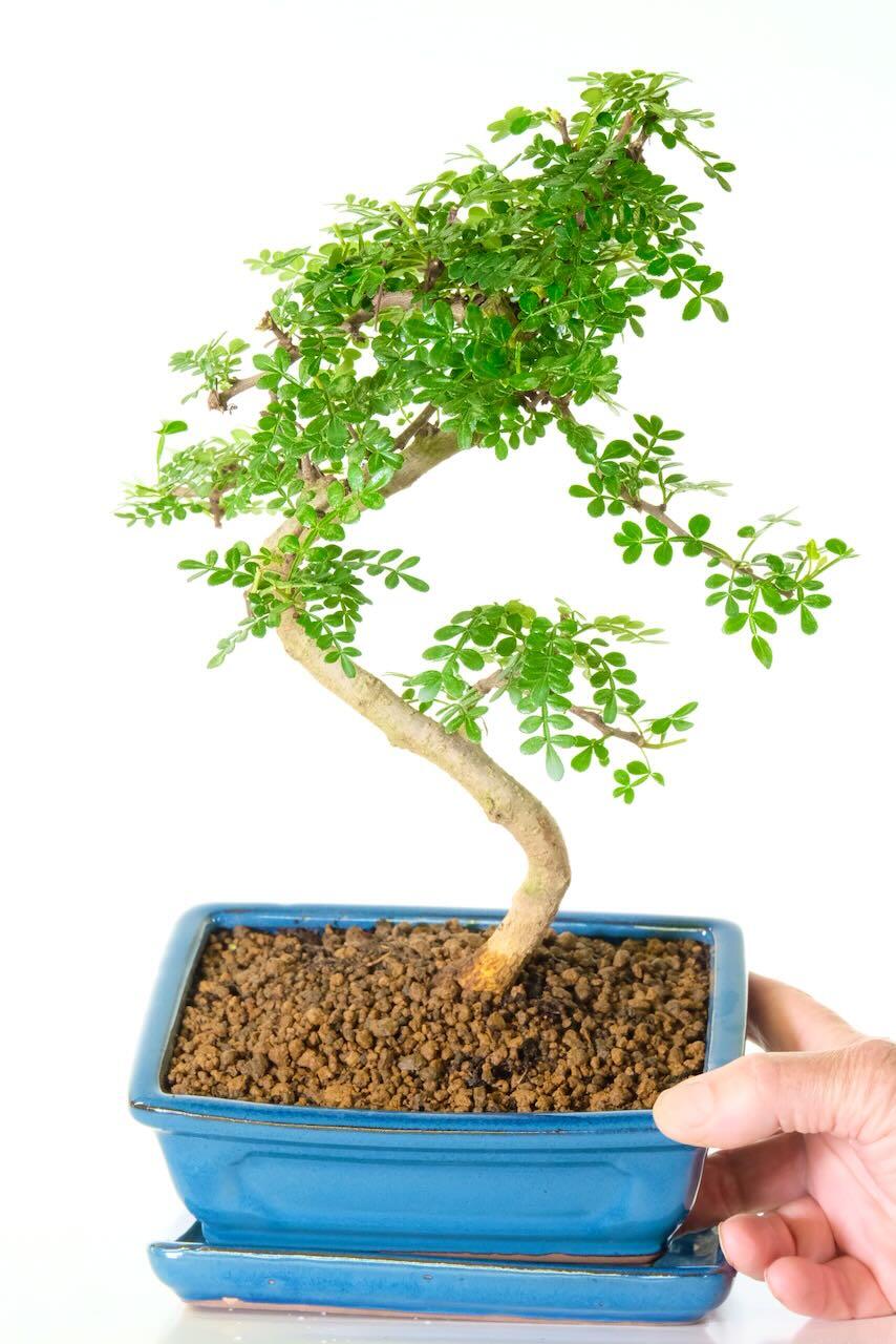Phenomenal 12-Year-Old Indoor Aromatic Pepper Tree Bonsai
