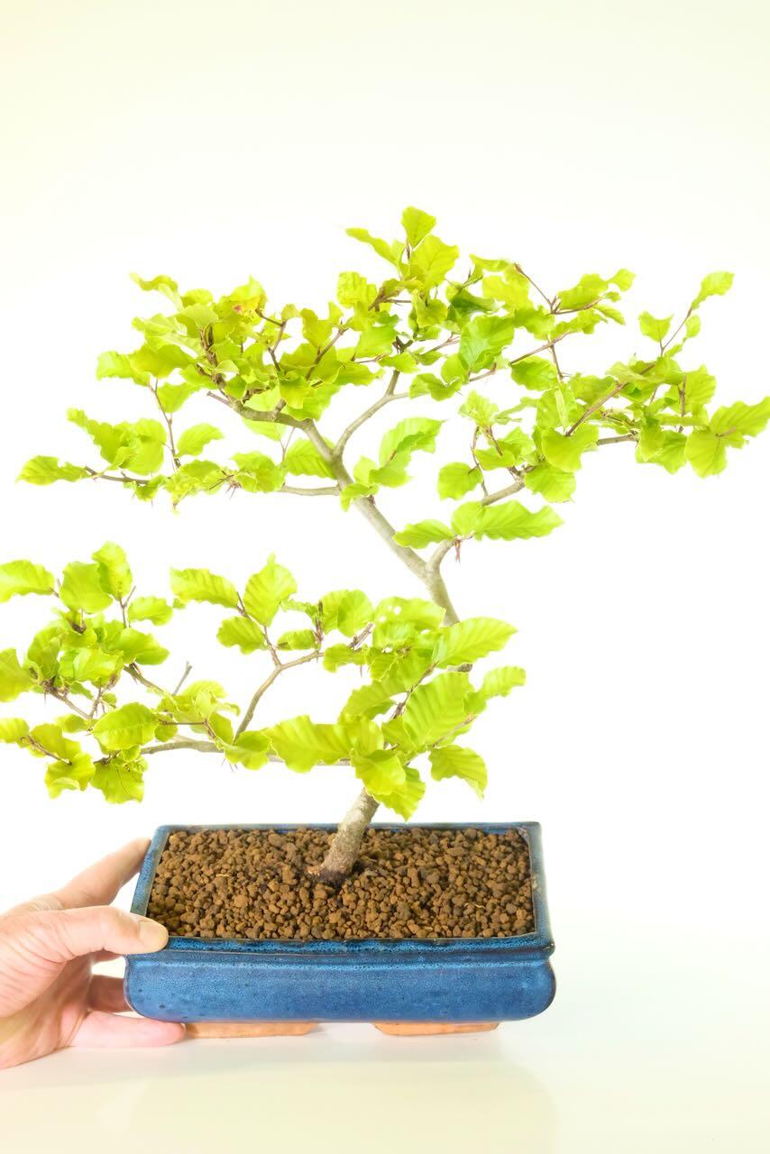 I love the movement in the branches of this beech bonsai