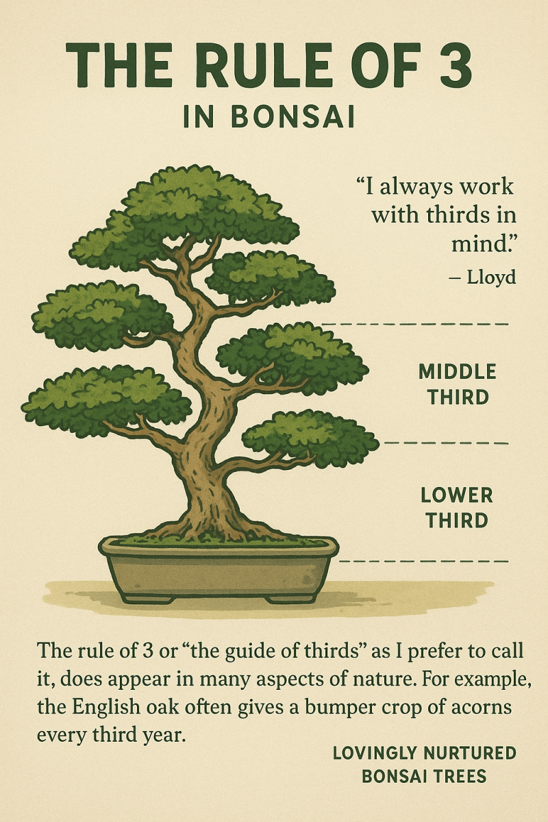 Lloyd Noalls rule of 3 in bonsai