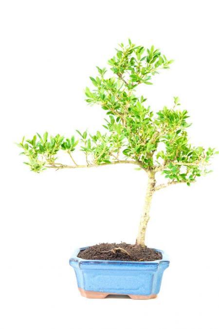 Tall and Elegant Flowering Japanese Holly Evergreen Bonsai