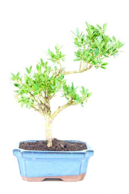Elegant Japanese Holly bonsai in leaden-blue fluted ceramic pot.