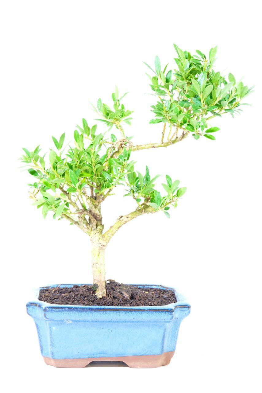 Elegant Japanese Holly bonsai in leaden-blue fluted ceramic pot.