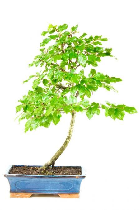Impressive Hardy Beech Bonsai with Fantastic Character