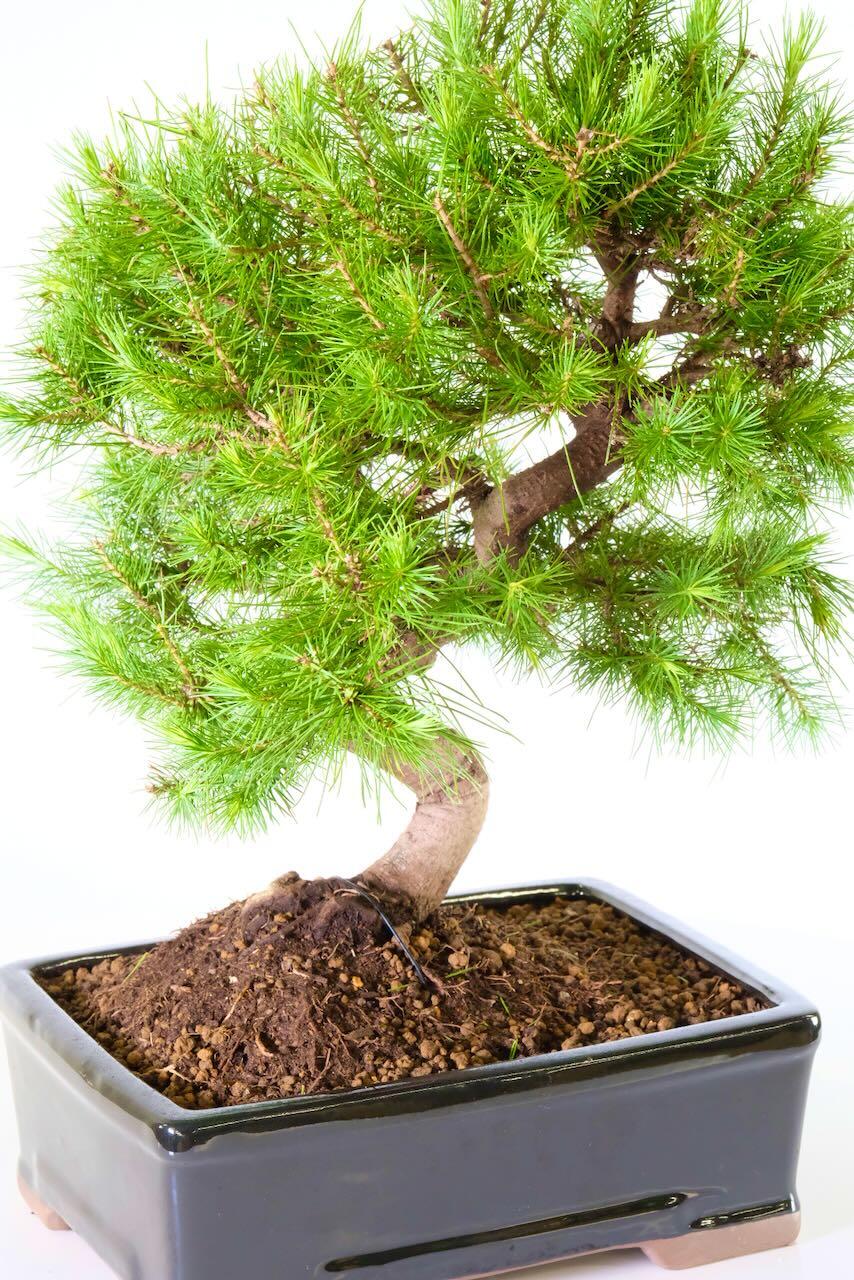 Aleppo pine bonsai | Pinus halepensis Uk for sale