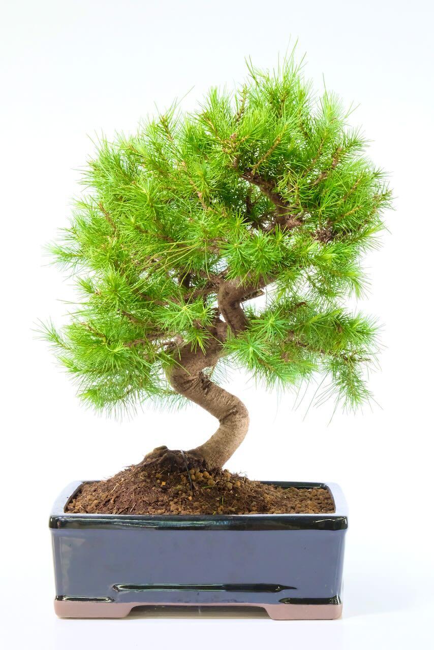 Large Hardy Evergreen Mediterranean Aleppo Pine Bonsai