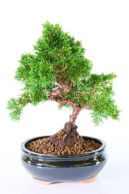 Refined and Mature Chinese Juniper Bonsai Tree with Gnarled Bark