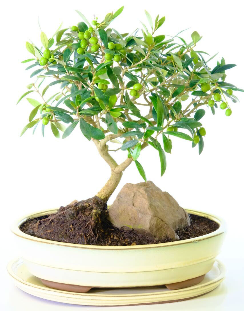 Olive bonsai tree with rock