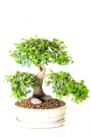 Sensational miniature Chinese Elm bonsai tree with phenomenal character for sale UK