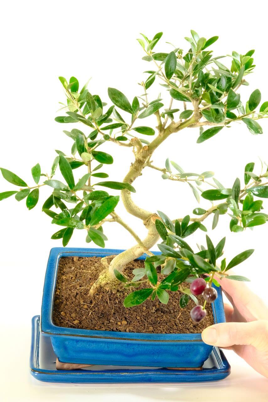 Elegant and Majestic Miniature Olive Bonsai Tree for Sale in Muted Blue Fluted Bonsai Pot
