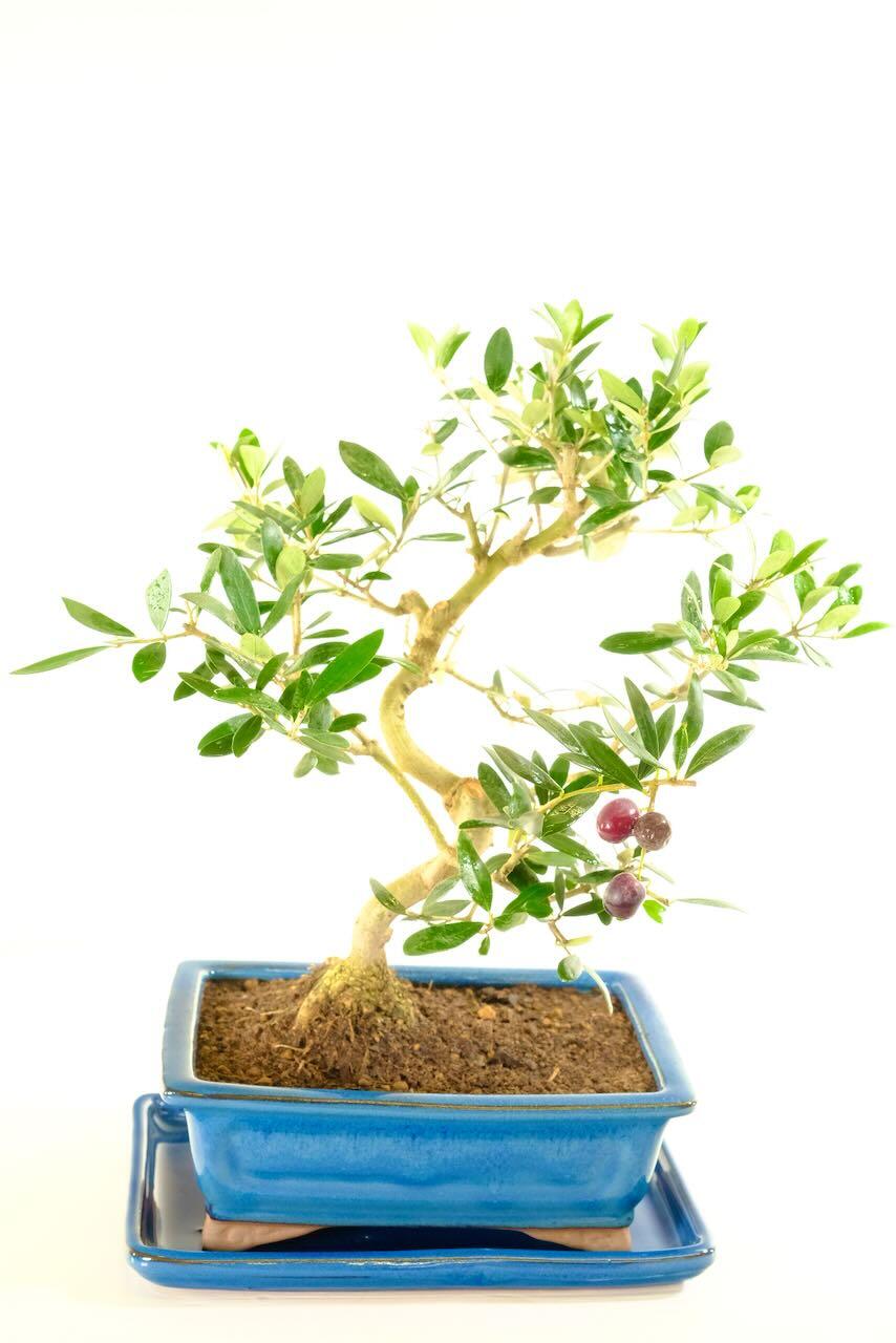 Miniature Olive Bonsai tree with Silvery-Green Leaves & Powerful Trunk