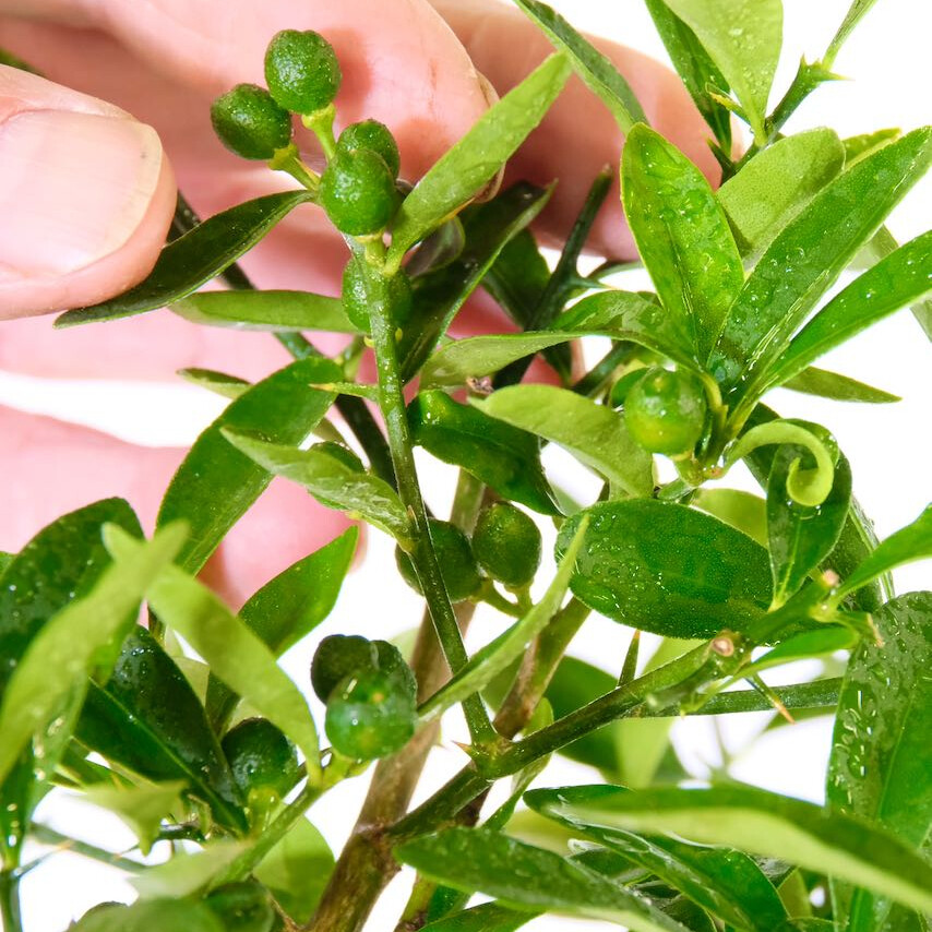Orange Bonsai Tree in Green Pot (Citrus kinzu) - Long Fruiting Period