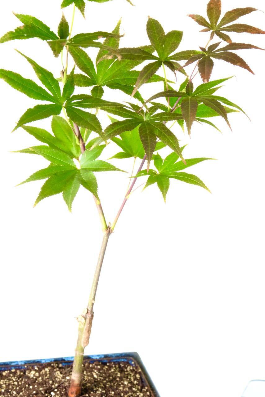 Distinctive leaf shape with incredible variation of colours throughout the seasons