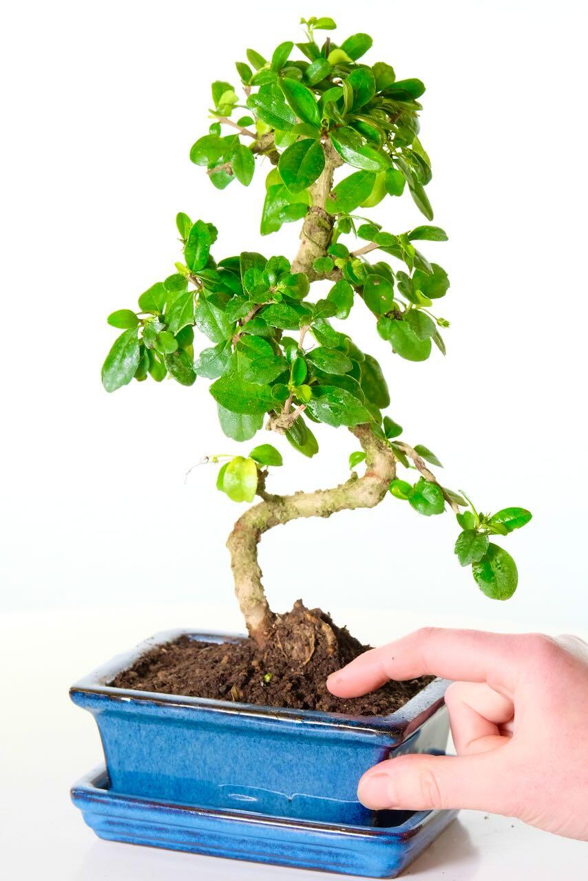 Comes potted in denim blue ceramic pot with matching drip tray