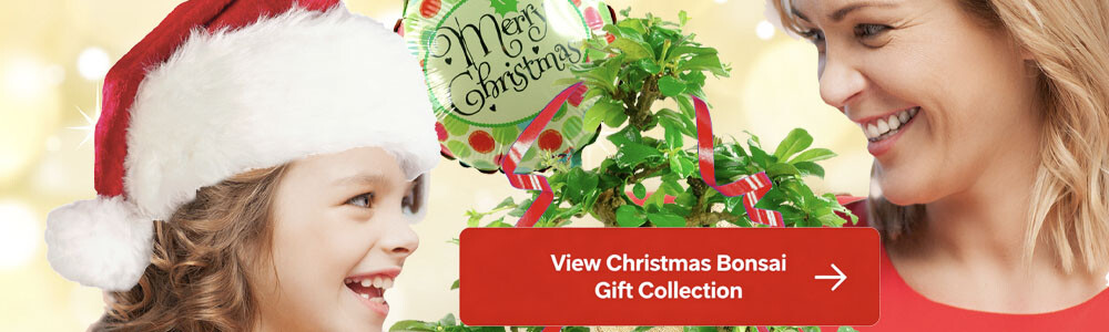 View our range of bonsai Christmas gifts