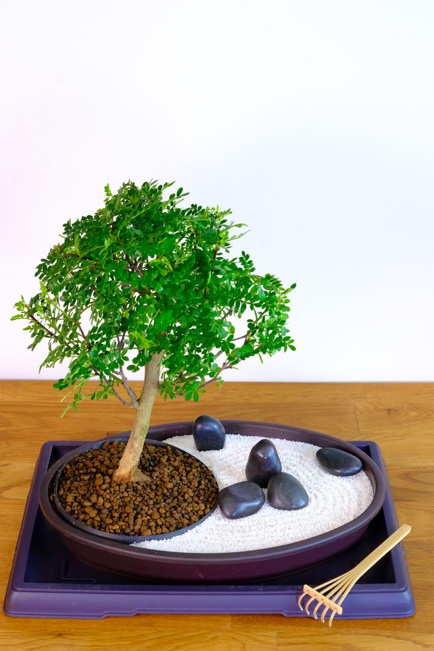 Chinese bamboo rake for racking the zen garden sand