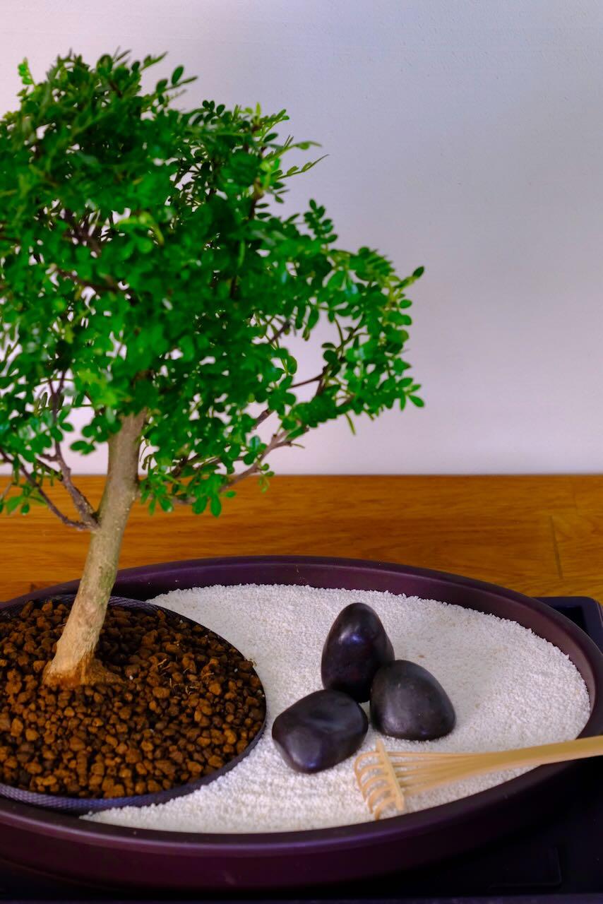 Zen Bonsai Garden - GRATITUDE