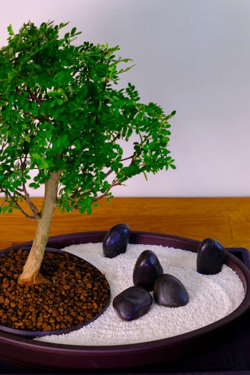 Mini zen garden - aromatic pepper tree