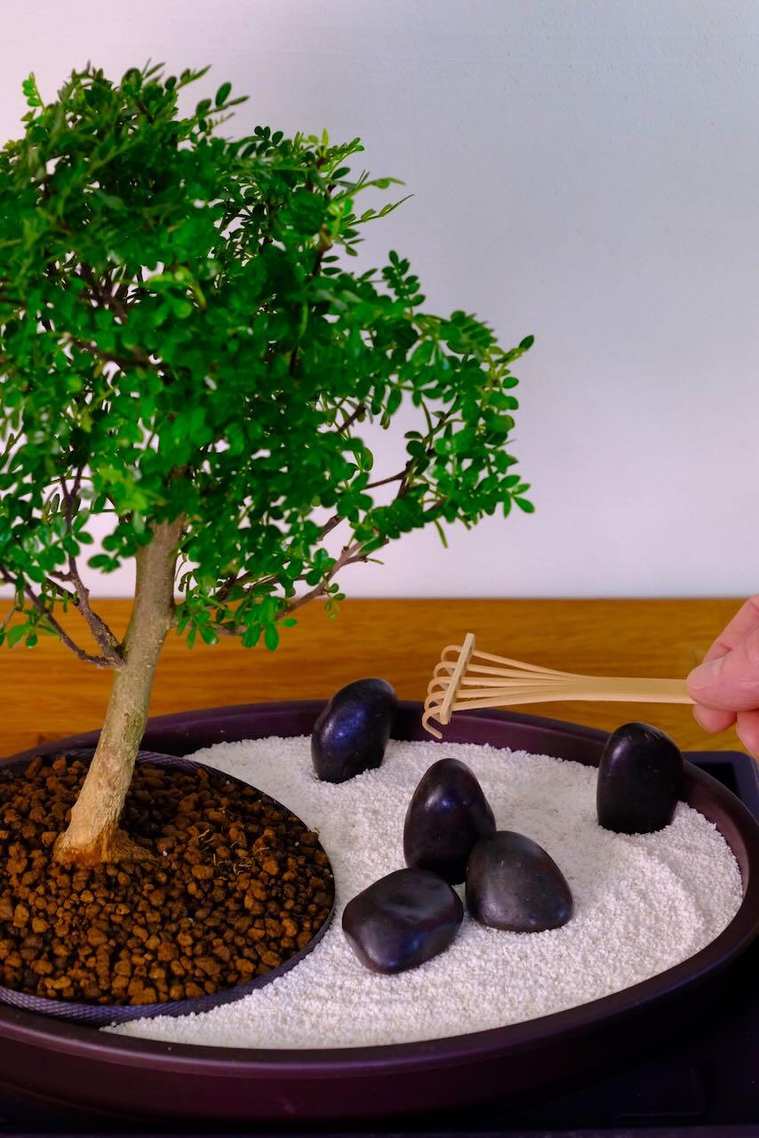 Welcome to the Garden of Gratitude: A Celebration of Appreciation and Calm