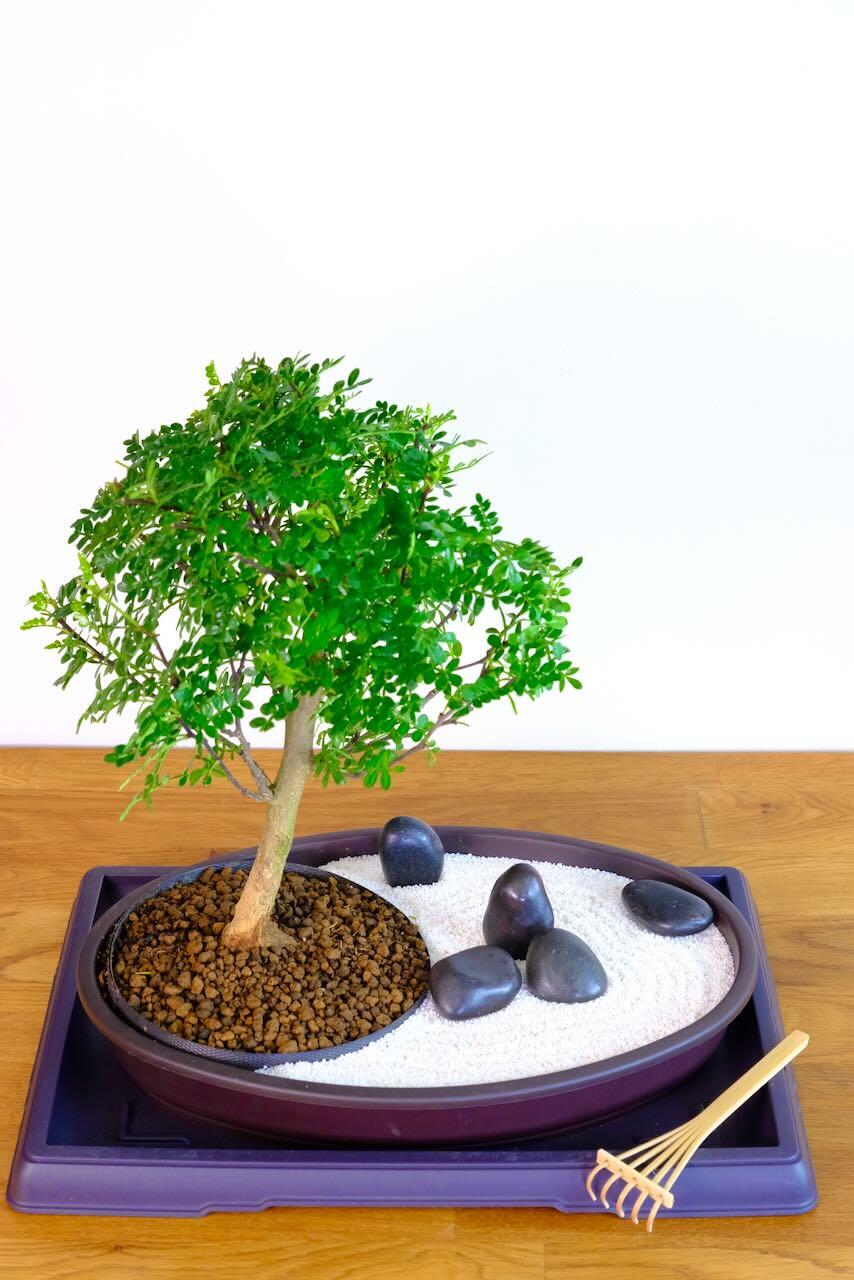 Zen Bonsai Garden - GRATITUDE