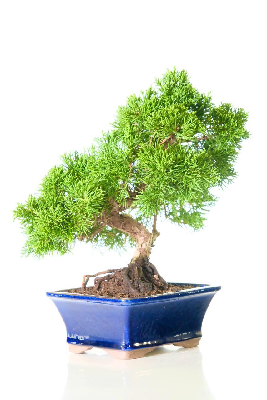 Evergreen Chinese juniper favourite | top quality hardy bonsai for sale