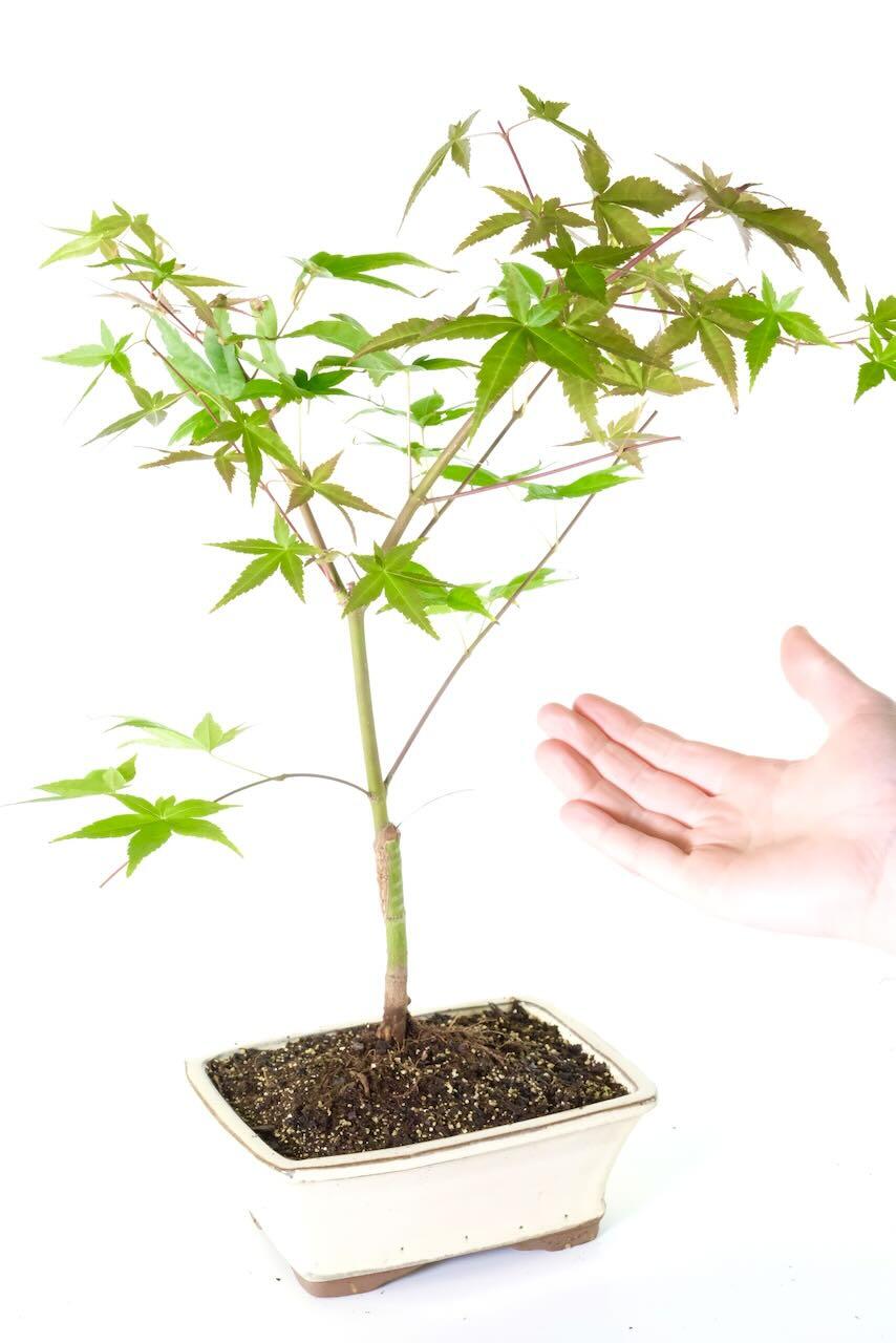 Comes potted in a cream ceramic pot - perfect for all outdoor spaces