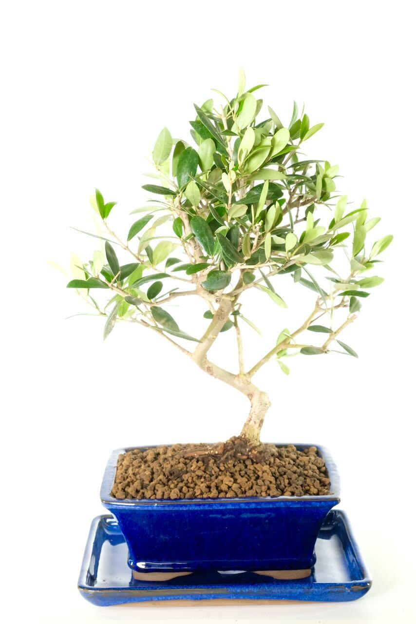 Delivery is FREE on a next working day service across mainland UK with Weekend, Premium & "Highlands & Islands" options available at an additional cost. You can pre-order your bonsai too!