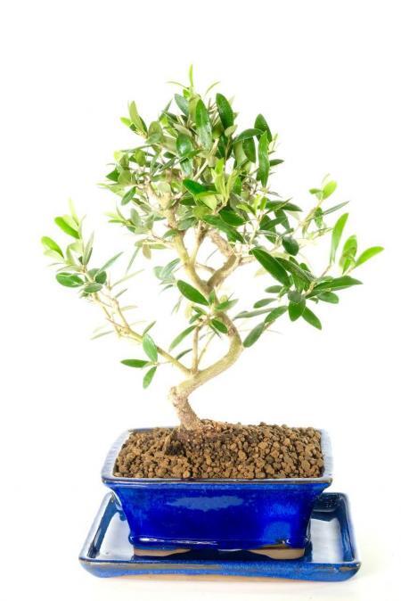Incredible Olive (Olea europaea) bonsai tree for sale UK