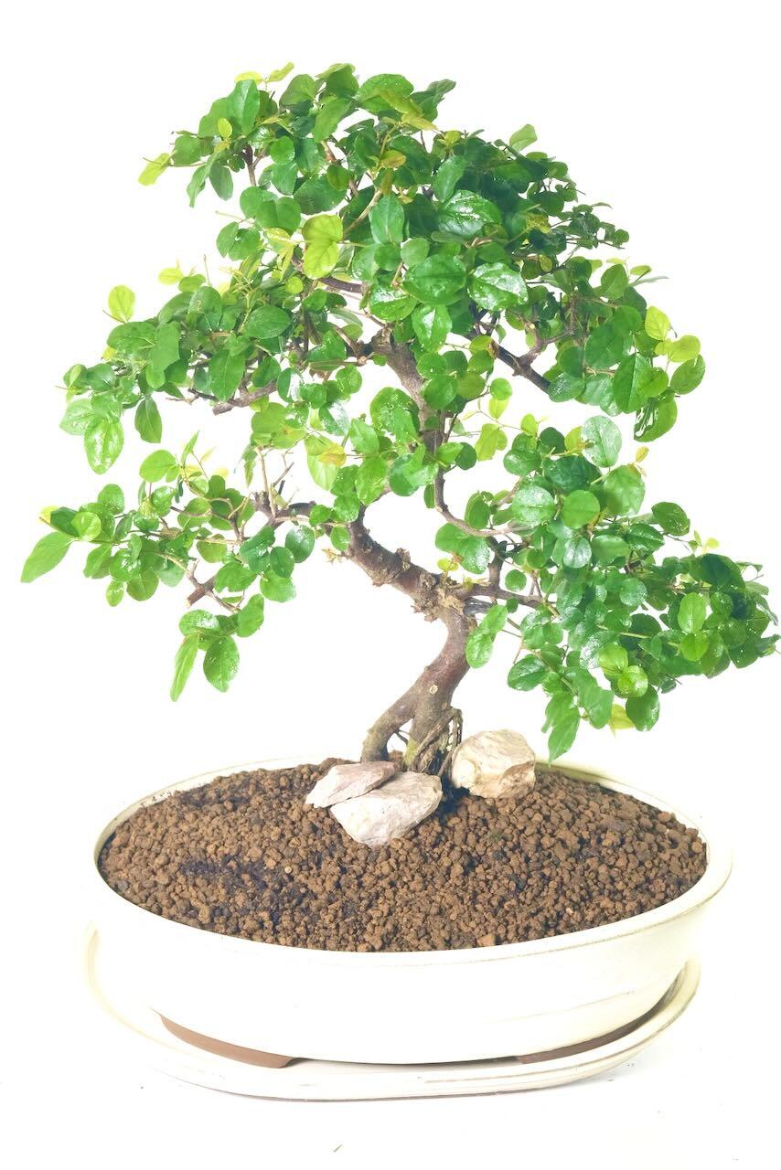 Highly Artistic & Commanding Indoor Fruiting Larger Bonsai Tree | Perfect for Beginners