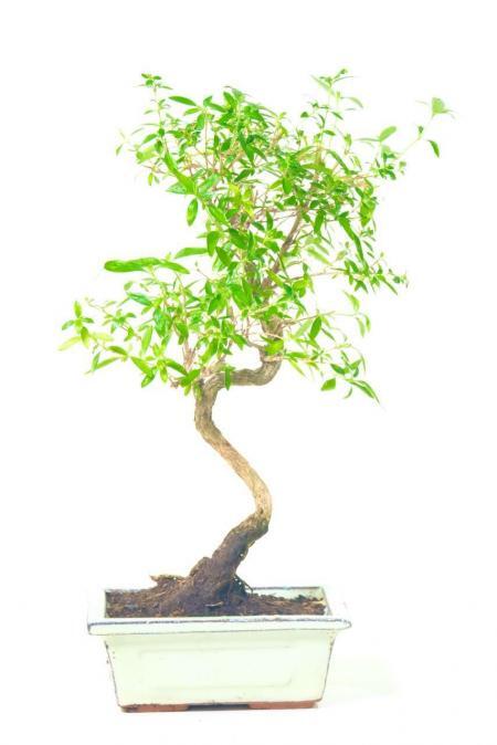 Serissa Bonsai Tree: A Tree of a Thousand Stars | Snow Rose Bonsai - In flower
