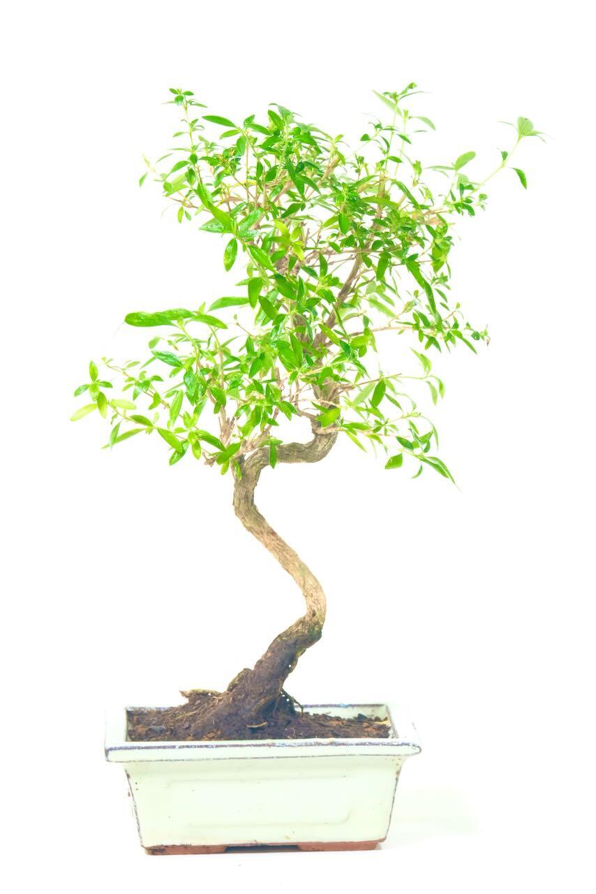 Serissa Bonsai Tree: A Tree of a Thousand Stars | Snow Rose Bonsai - In flower