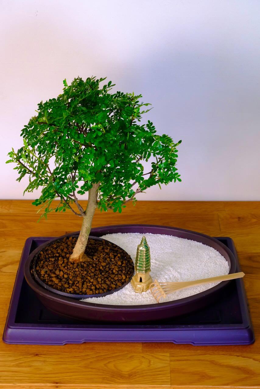Build your own live bonsai zen garden