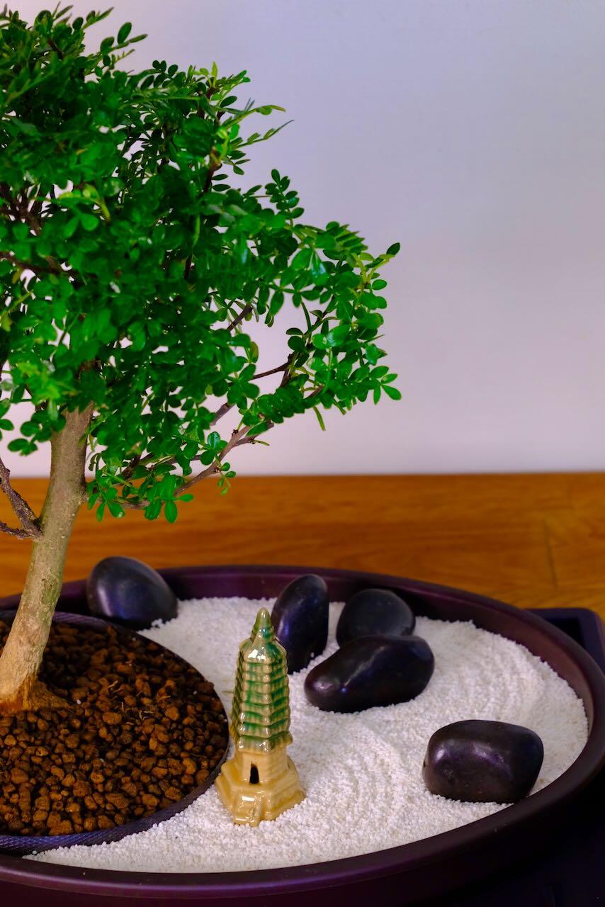 Very pretty fragrant bonsai zen garden for sale