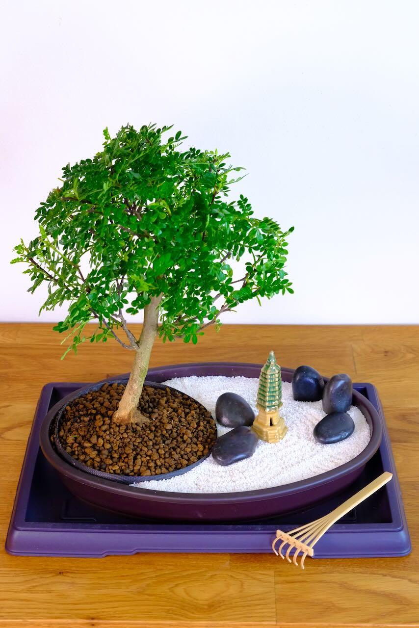 Zen Bonsai Garden - STILLNESS