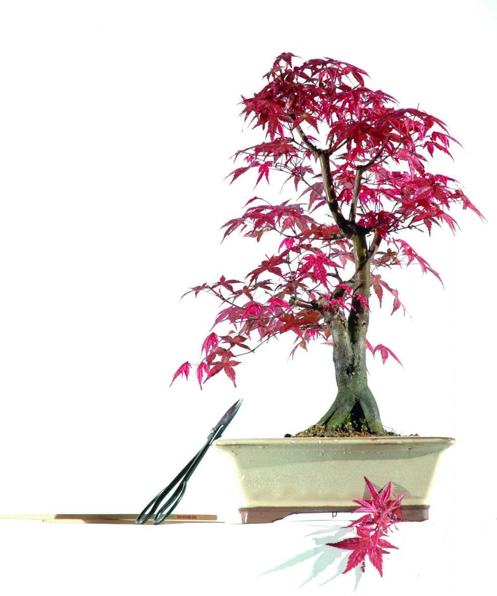 Japanese Maple Bonsai Tree - Acer