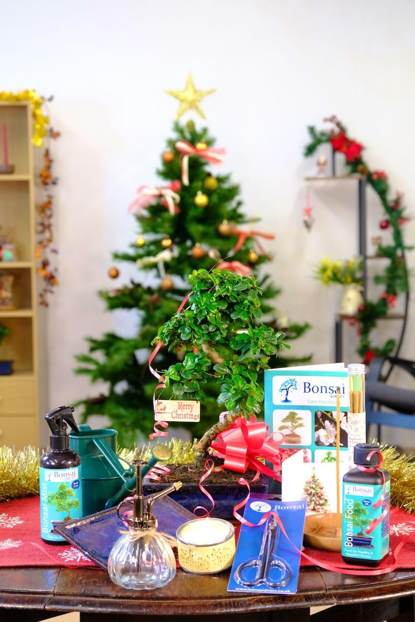 ll Wrapped Up: Ultimate Christmas Indoor Flowering Bonsai Kit for Beginners