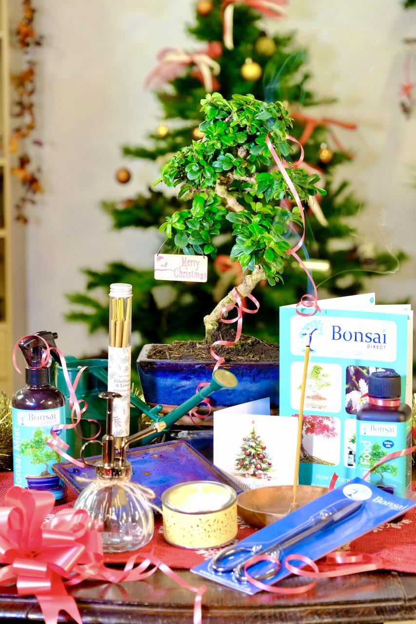 All Wrapped Up: Ultimate Christmas Indoor Flowering Bonsai Kit for Beginners