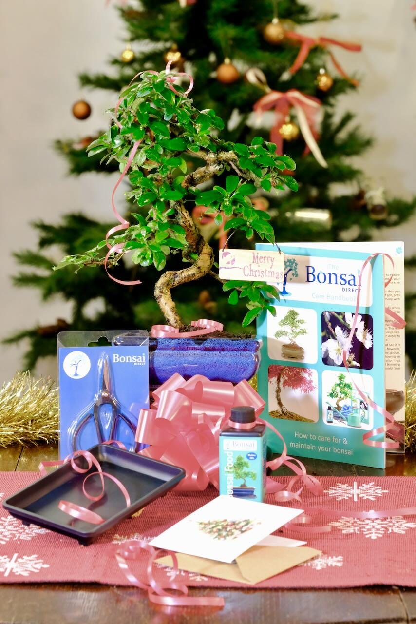 All Wrapped Up: Easy-Care Flowering Christmas Bonsai Kit (S-Shape) for Beginners