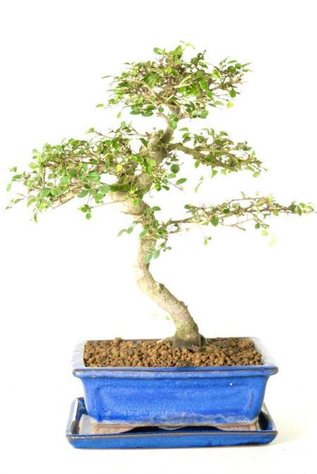 Larger Twisty Chinese Elm (Zelkova) Bonsai tree - Perfect Beginners Species | BLACK FRIDAY BARGAIN