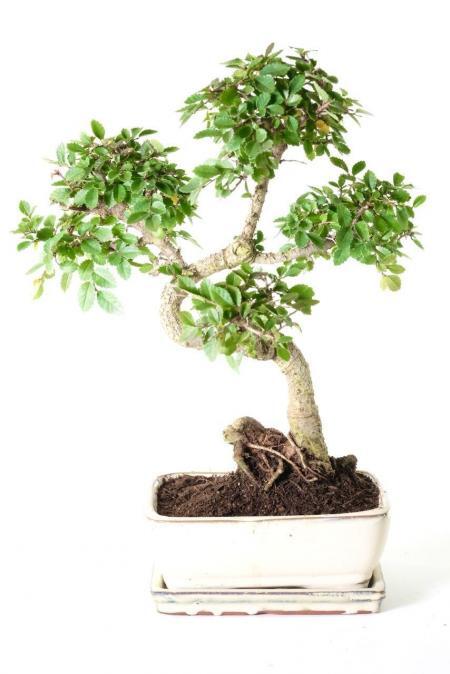 Twisty Ulmus parvifolia Chinese Elm Beginners Indoor Bonsai | Flaky Bark | BLACK FRIDAY BARGAIN