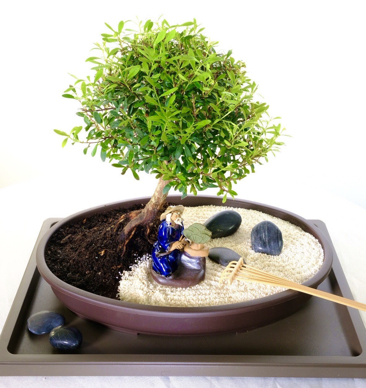 Zen bonsai tree garden - home decor and well being and mindfulness