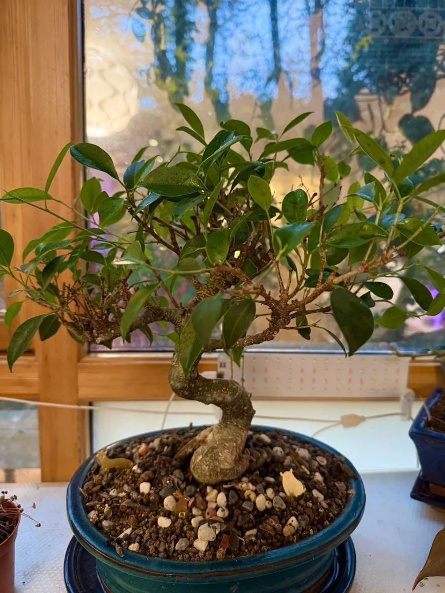 Ficus bonsai tree