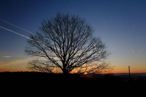 Celebrate National Tree Week